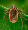 Blacklegged Tick