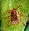 Brown Dog Tick