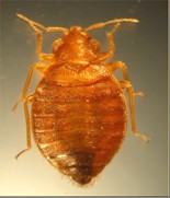 picture of a bed bug