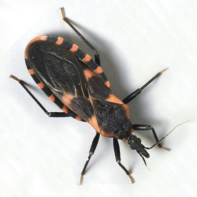 Kissing Bug