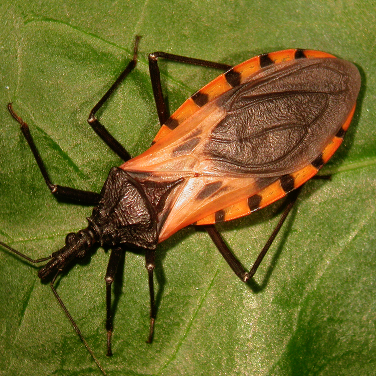 Kissing Bug